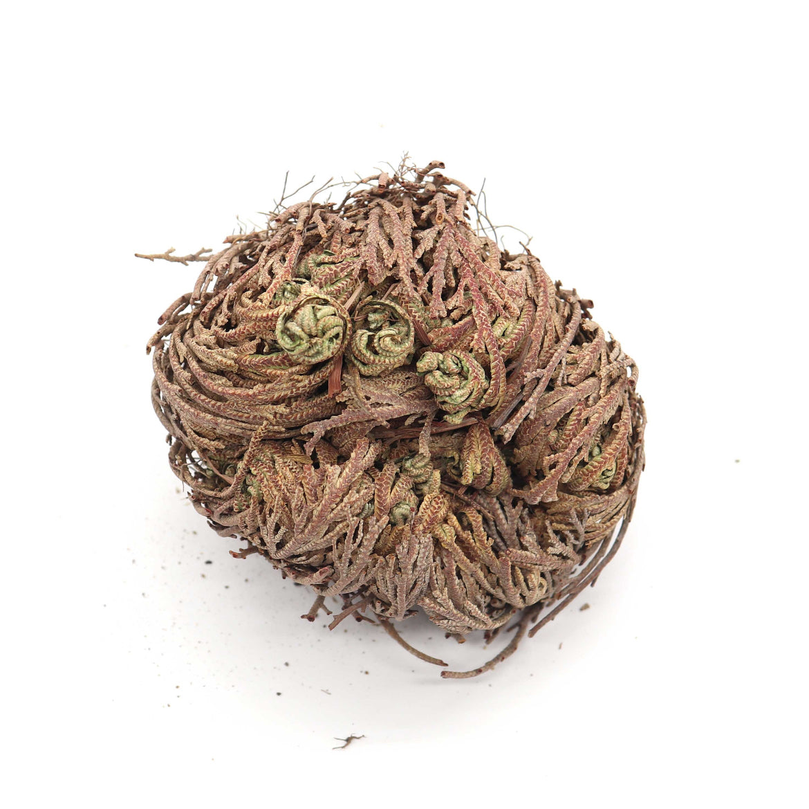 Rose of Jericho